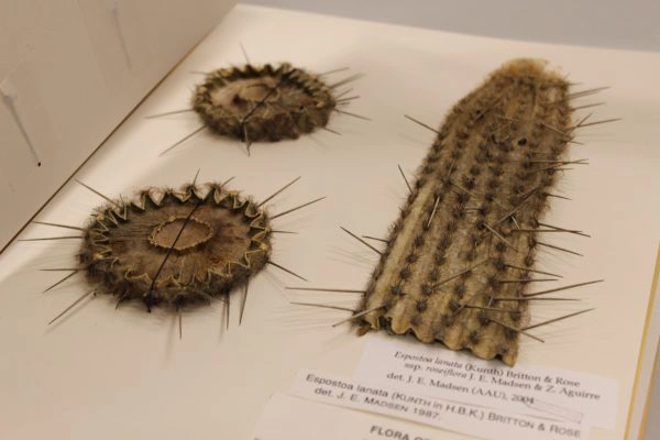 Tørret kaktuseksemplar monteret på papir med etiketter fra et herbarium.