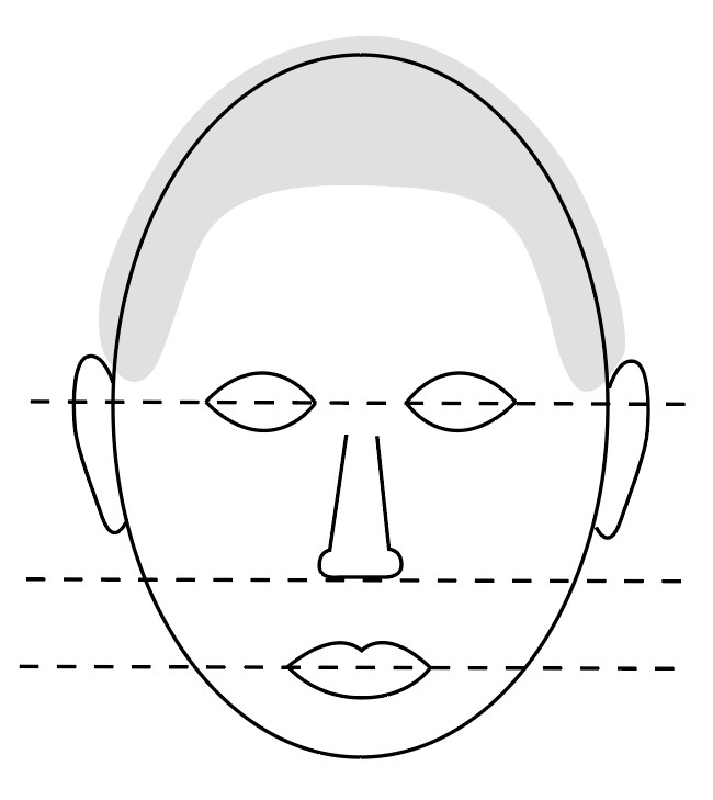 Skitse af et ansigt med vandrette stiplede linjer for at markere proportioner.