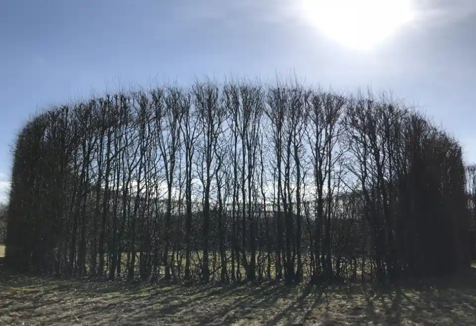 Rundt formet hæk med bare grene i en park.