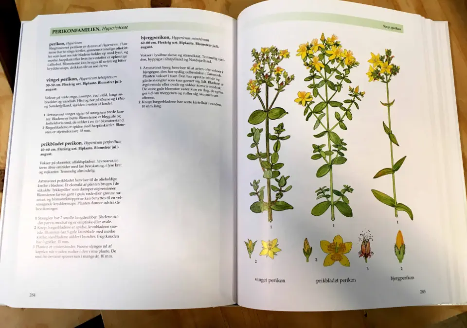 Bogside med botaniske illustrationer og beskrivelser af forskellige Hypericum-arter.