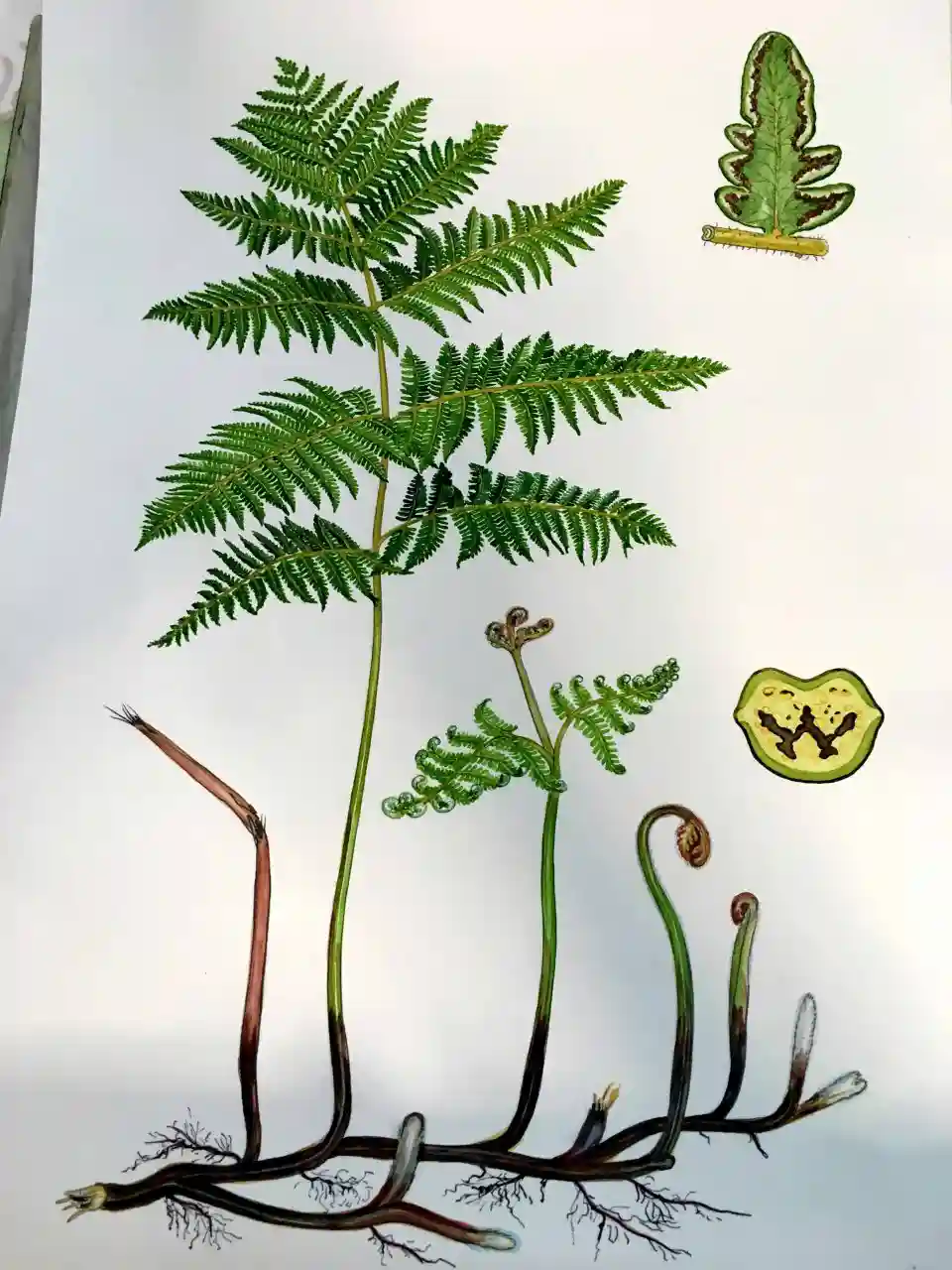 Illustration af en bregneplante med detaljer af plantens vækststadier og blade.