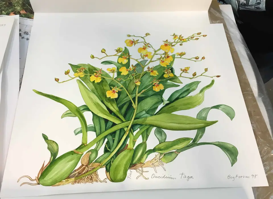 Botanisk illustration af Oncidium tagra med gule blomster og grønne blade.