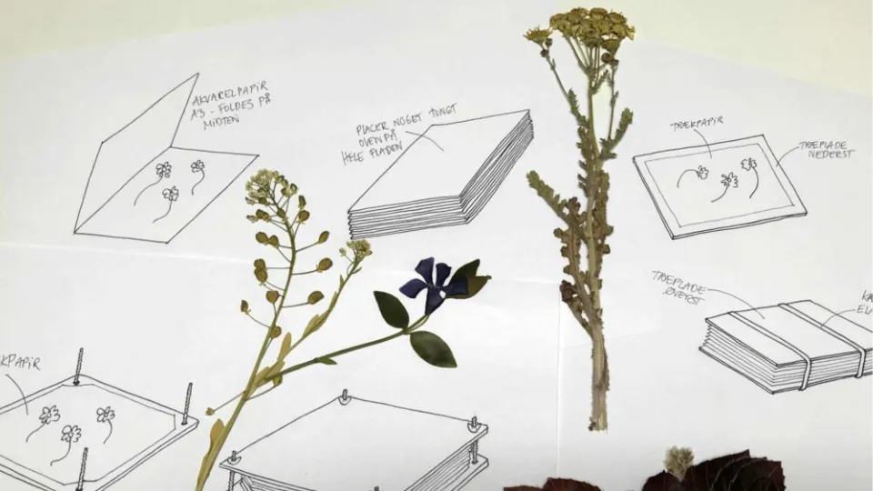 Diagram over hvordan man presser blomster, med faktiske tørrede blomster ovenpå.